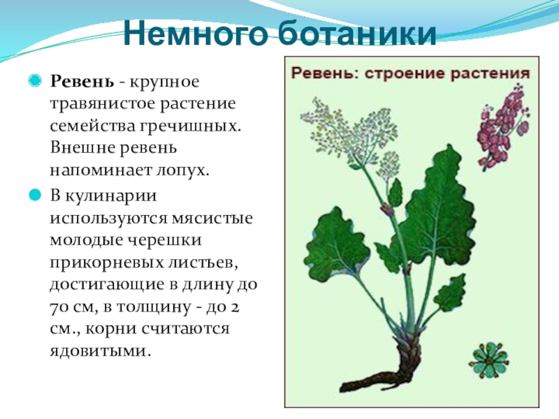 Что такое ревень растение фото и описание