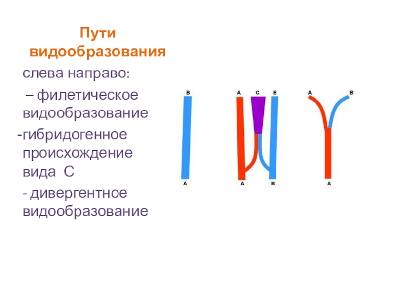 Путь изолирован. Филетическое и дивергентное видообразование. Пути видообразования. Филетический путь видообразования. Пути видообразования филетическое гибридогенное дивергентное.