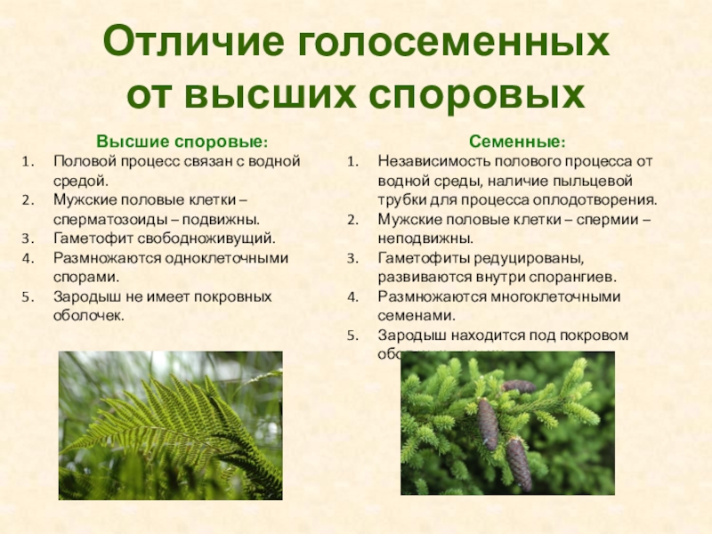 Голосеменных в отличие от папоротников не происходит