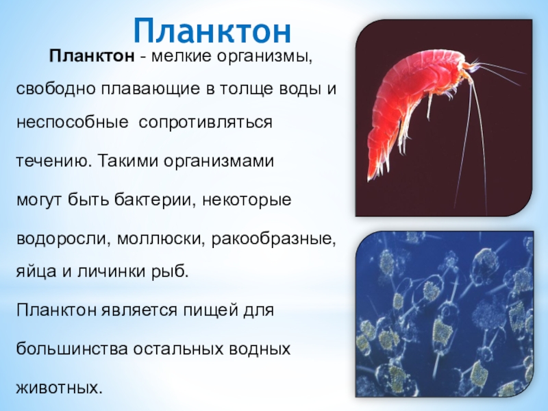 Фитопланктон виды