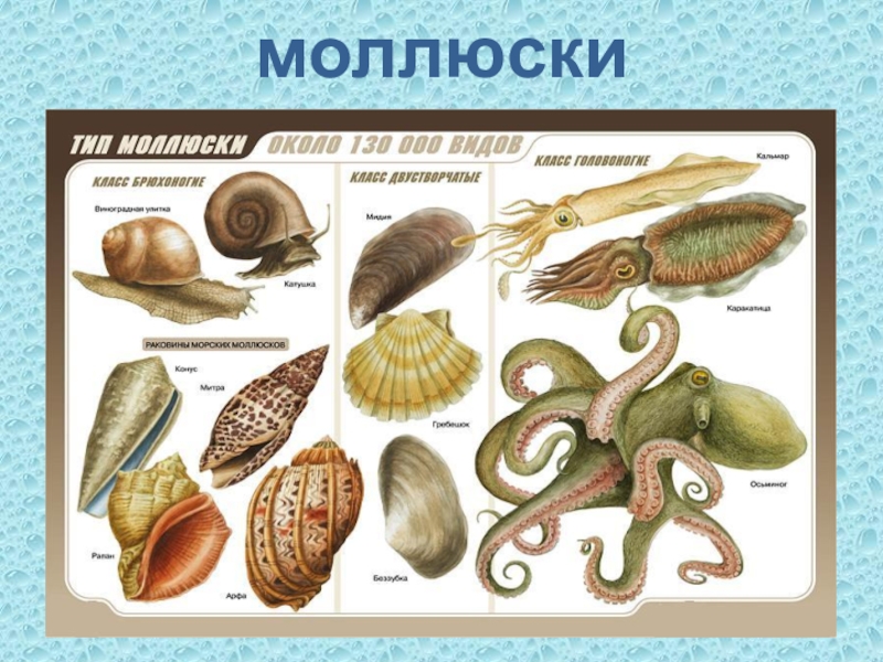 Моллюски черного моря проект по биологии