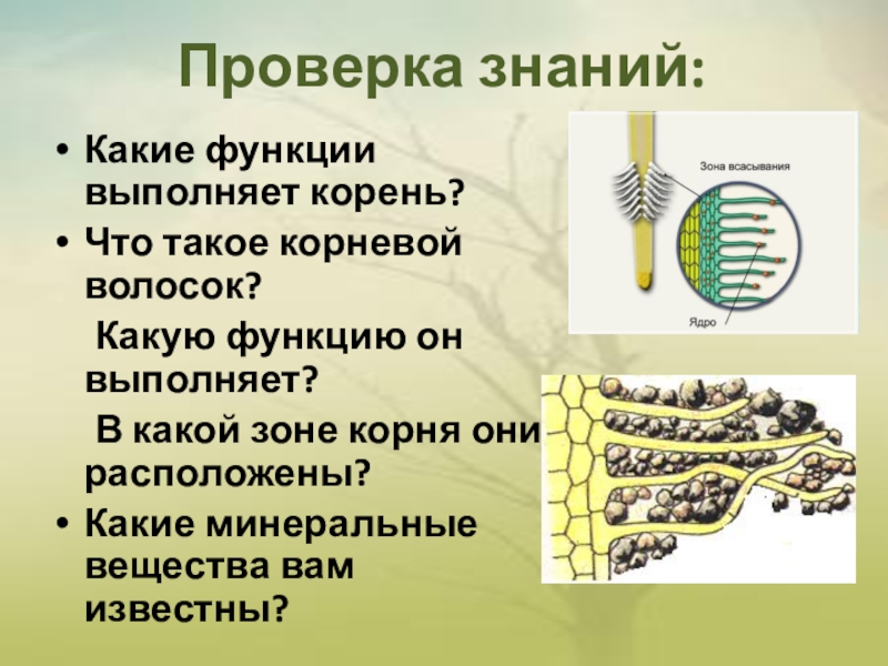 Какую функцию выполняют волоски у растений. Минеральное питание растений. Минеральное питание растений 6 класс биология. Минеральное почвенное питание. Минеральное почвенное питание растений.