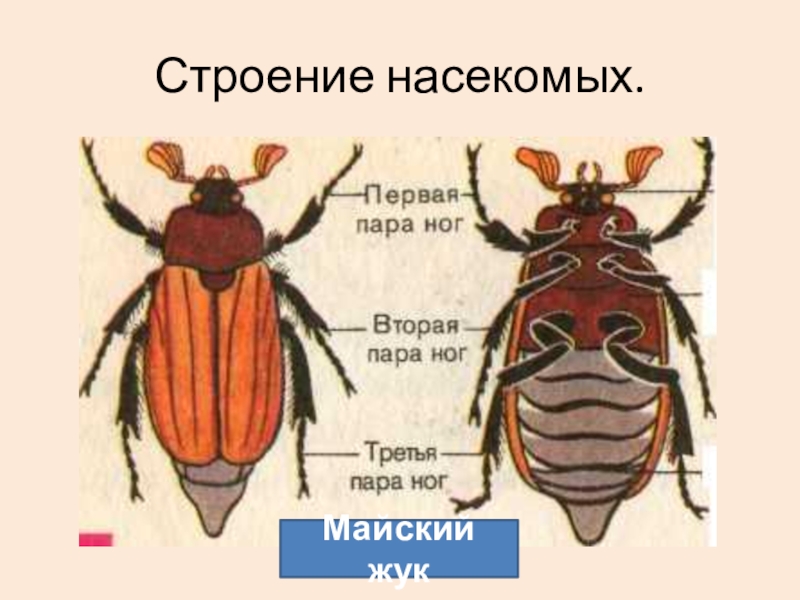 Строение насекомых 7 класс биология. Внешнее строение насекомых Майский хрущ. Внешнее строение насекомого Майский Жук. Внешнее строение насекомых Майский Жук 7 класс. Строение насекомых Майский Жук.