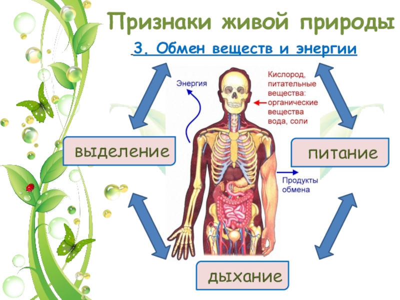 Жизнедеятельность организмов 5 класс биология презентация