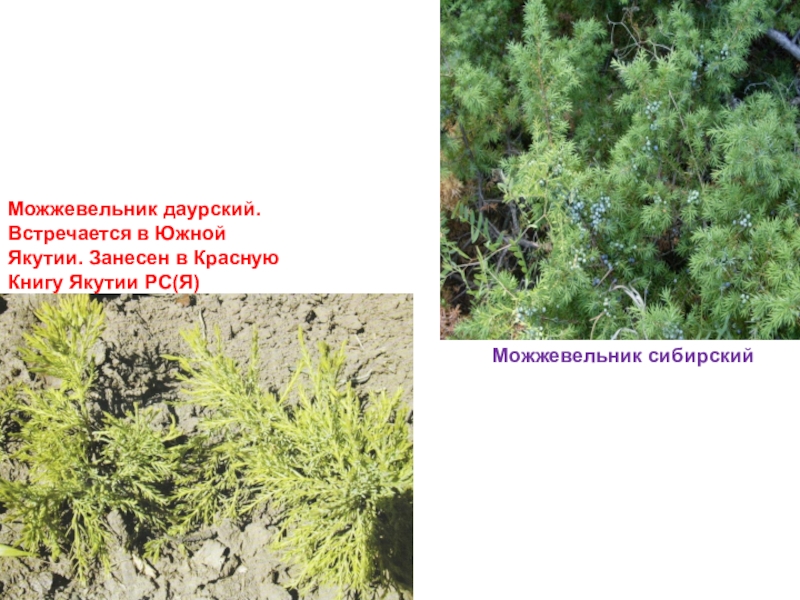 Можжевельник где растет в россии карта охвата