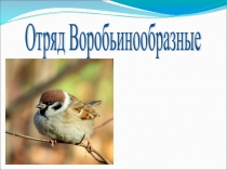 Презентация по биологии на тему Воробьинообразные. Голенастые.
