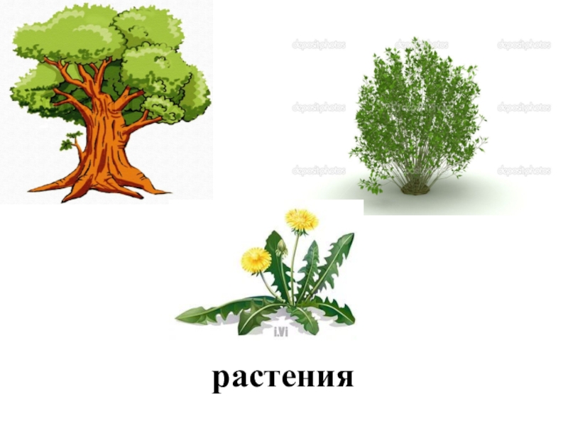 Что общего у разных растений окружающий мир 1 класс презентация