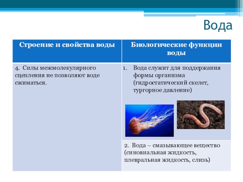 Таблица свойства и функции воды. Функции воды таблица. Структура и свойства воды. Функции воды биология. Биологические функции воды в клетке.