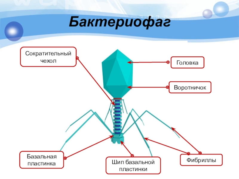 Бактериофаг строение