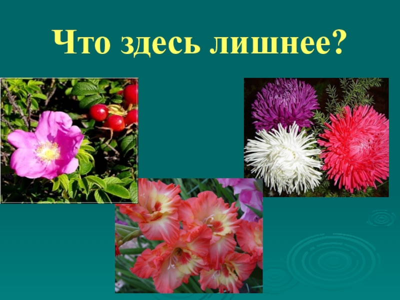 Определите несколько растений. Названия осенних цветов и растений. Осенние цветы окружающий мир. Чудесные цветники осенью окружающий мир. Осенние цветы по окружающему миру.