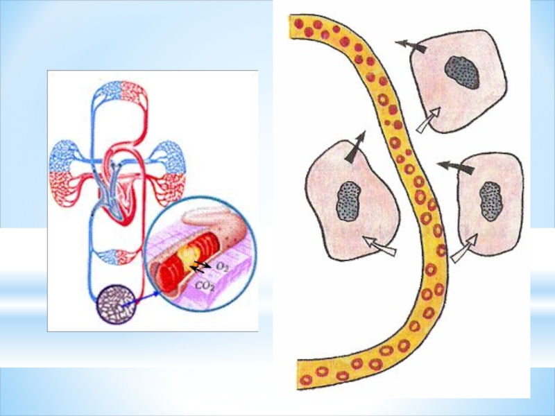 Газообмен в тканях картинка