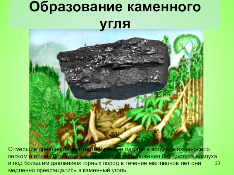 Каменный уголь период. Залежи каменного угля образовались. Каменный уголь папоротники. Древние Папоротникообразные и образование каменного угля. Папоротники в древности образовали каменный уголь.