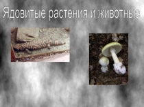 Презентация к уроку биологии по теме Ядовитые растения и животные