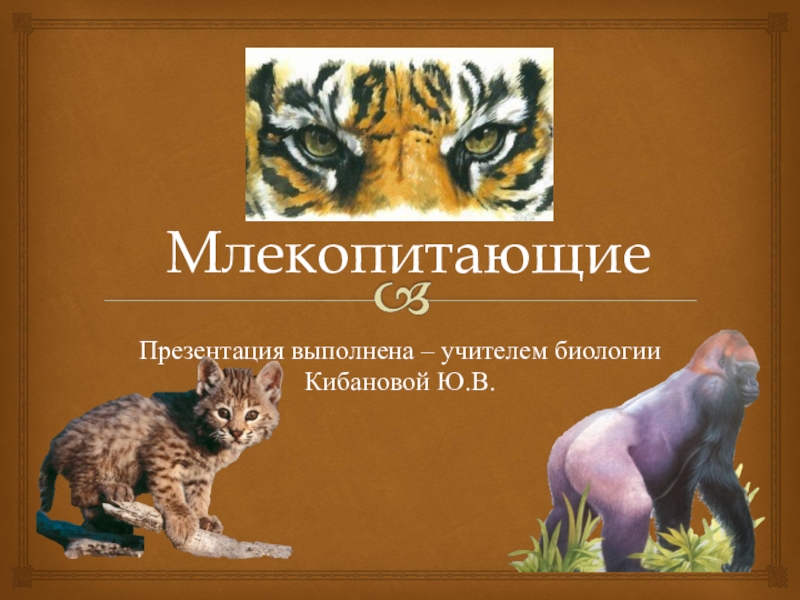 Тест по теме млекопитающие 8 класс биология. Биология млекопитающие 8 класс. Класс млекопитающие презентация Пименов. Класс млекопитающие 8 класс биология. Презентация на тему млекопитающие 8 класс биология.