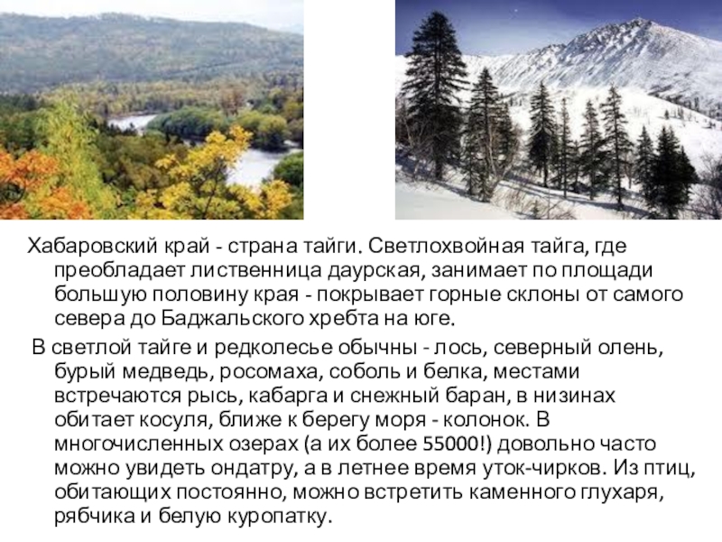 Хабаровский край плотность. Природные зоны Хабаровского края. Поверхность Хабаровского края 4 класс. Основные сведения Хабаровского края. Сведение о Хабаровском крае.