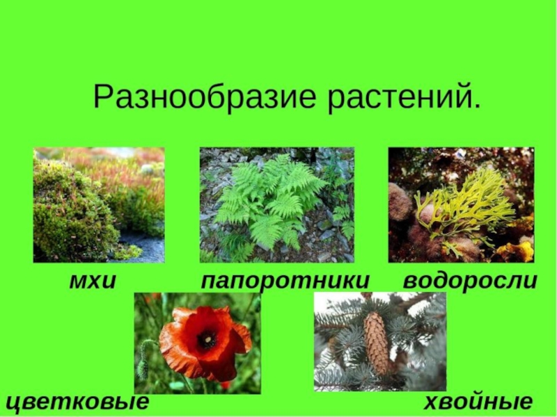 План конспект урока по окружающему миру 3 класс разнообразие растений