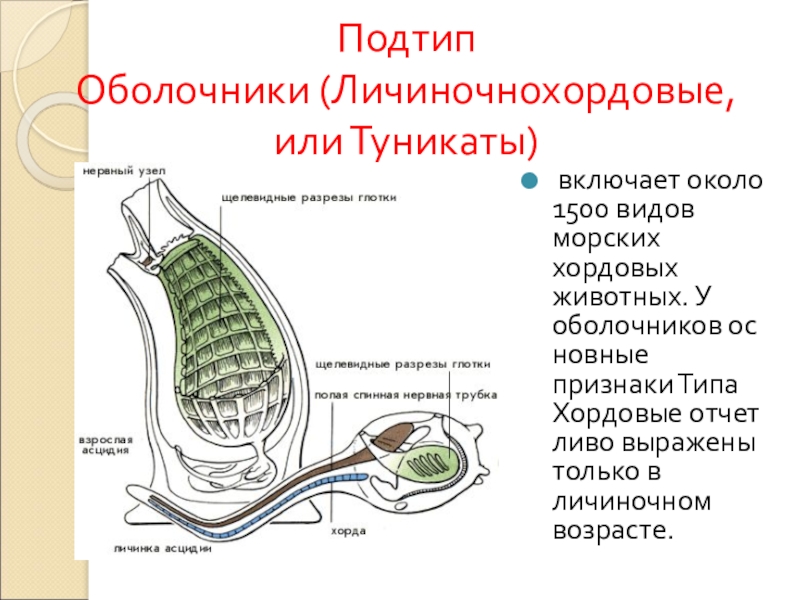 Строение асцидии схема