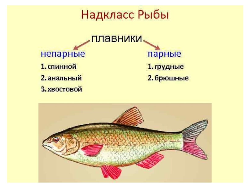 Класс рыбы плавники