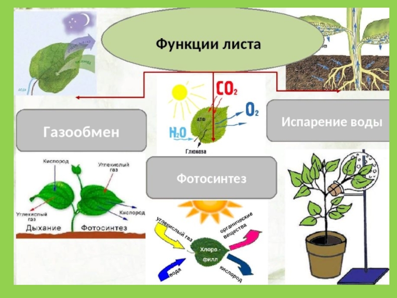 Биология 6 класс функция листьев. Процесс фотосинтеза в листьях. Газообмен дыхание и фотосинтез у растений. Фотосинтез в листе растения. Фотосинтез газообмен транспирация.