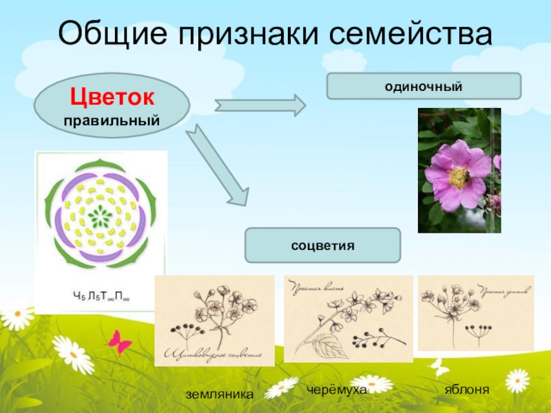 Диаграмма цветка земляники