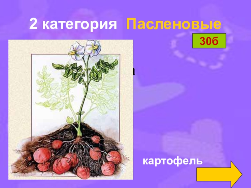 Свила какой корень. Угадай растение. Отгадай растения по плодам. Игра Угадай растение.