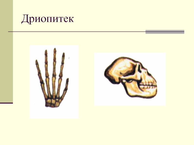 Дриопитек. Дриопитек строение конечности. Скелет дриопитека. Строение дриопитеков кисть. Строение черепа дриопитека.