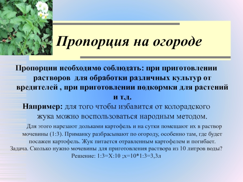 Суть пропорции. Пропорция презентация. Пропорции в жизни человека. Проект на тему пропорция в жизни человека. Пропорция в жизни человека презентация.