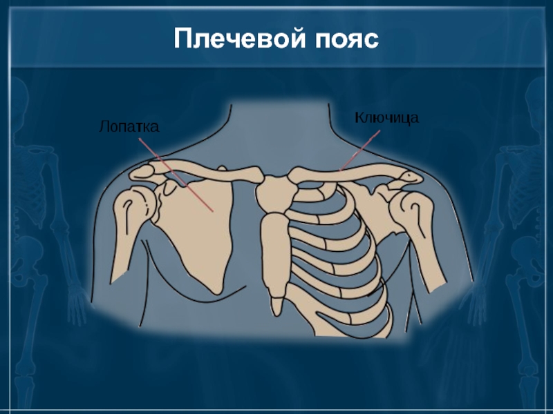 Под каким номером на рисунке обозначена ключица