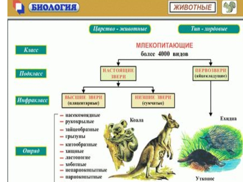 Биология таблица животных. Таблица по классам животных. Основные типы животных таблица. Типы по биологии.