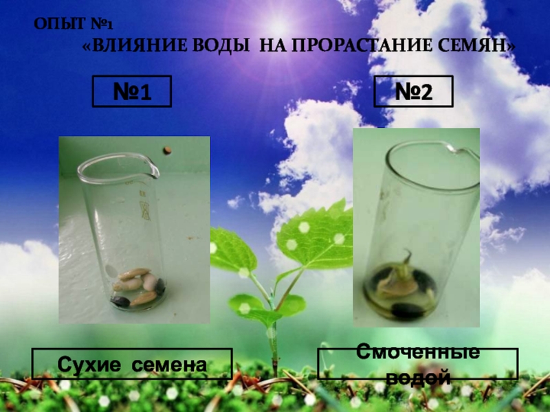 Опыт кислород в воздухе. Опыт прорастание семян 6 класс биология. Опыт 1 влияние воды на прорастание семян. Условия прорастания семян опыт. Воздух для прорастания семян.