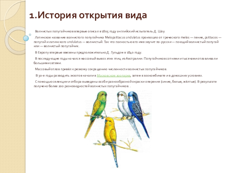 Размеры волнистого попугая. Классификация волнистого попугая. Волнистый попугай презентация. Язык тела волнистых попугайчиков. Язык тела волнистого попугая.