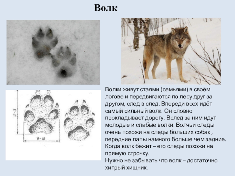 Волчья стая схема