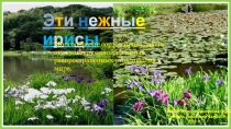 Презентация по биологии.Эти нежные ирисы.
