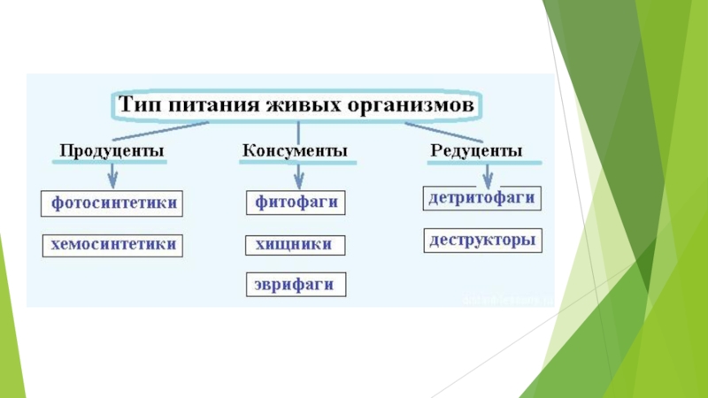 Экологические группы организмов схема