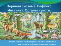 Презентация по биологии на тему Нервная система. Рефлекс. Инстинкт. Органы чувств. (7 класс)