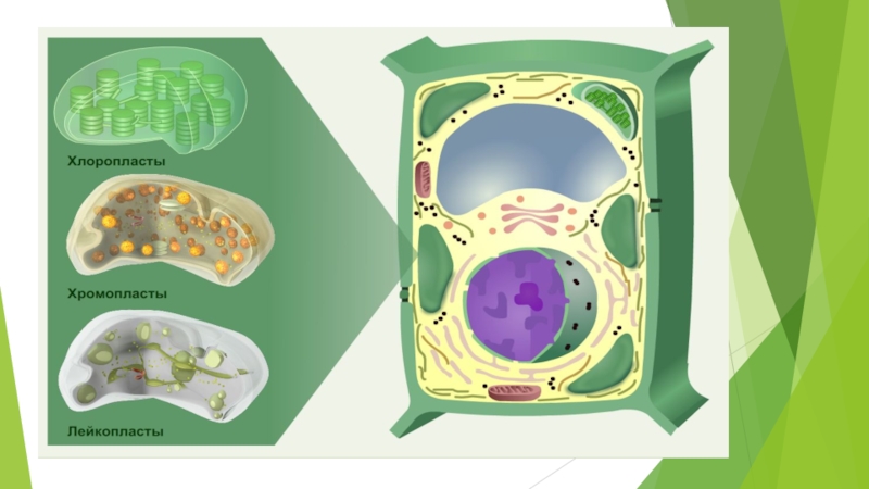 Строение растительной клетки проект
