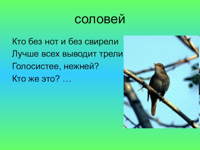 Кто такой соловей. Кто без нот и без свирели лучше всех выводит трели. Соловей окружающий мир 1 класс. Кто без нот и без свирели лучше.