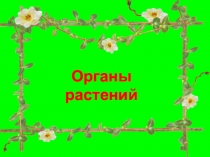 Презентация по окружающему миру на тему  Органы растений