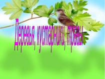 Презентация к уроку окружающего мира УМК Планета Знаний 1 класс Деревья, кустарники, травы