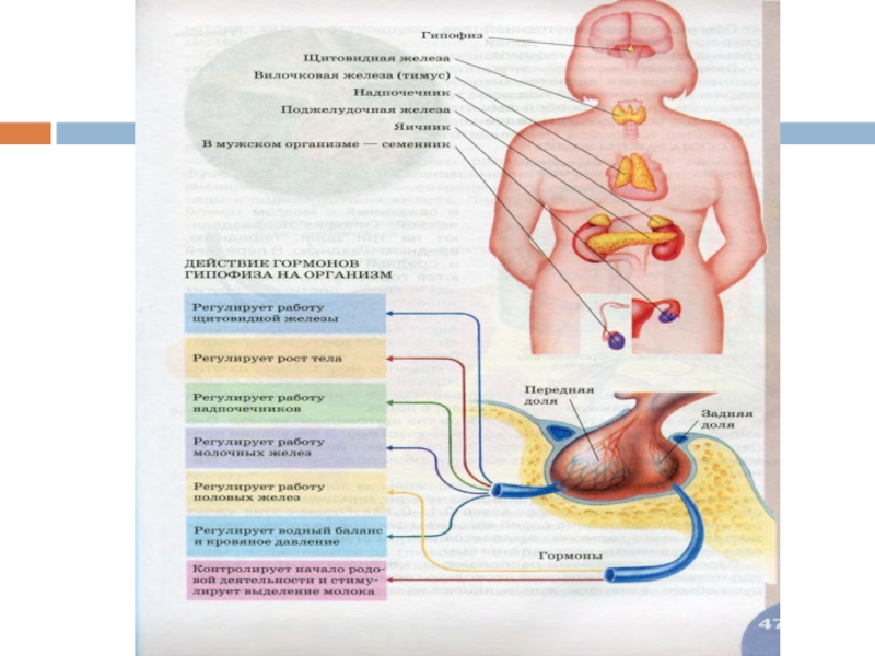 Биология презентации 8 класс эндокринная система