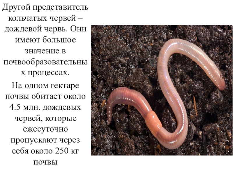 Дождевой червь относится к группе. Беспозвоночные животные 3 класс дождевой червь.