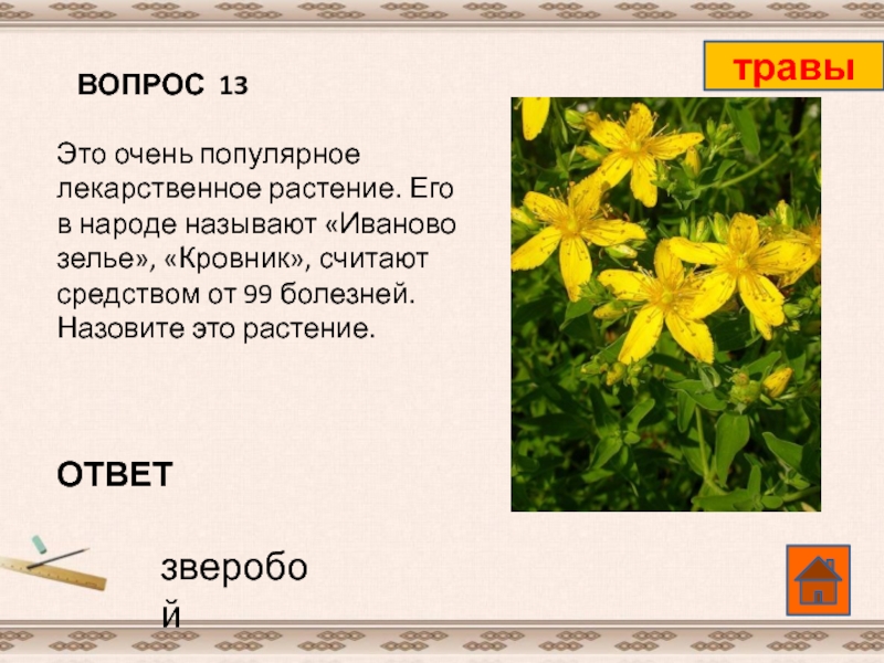 Как в народе называют май. Загадку чтобы отгадкой было растение зверобой. Вопросы про растения с ответами. Какое растение растение в народе называют от всех болезней. Растение от 99 болезней какое называют.