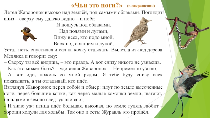 «Чьи это ноги?»Летел Жаворонок высоко над землёй, под самыми облаками. Поглядит вниз – сверху ему далеко видно