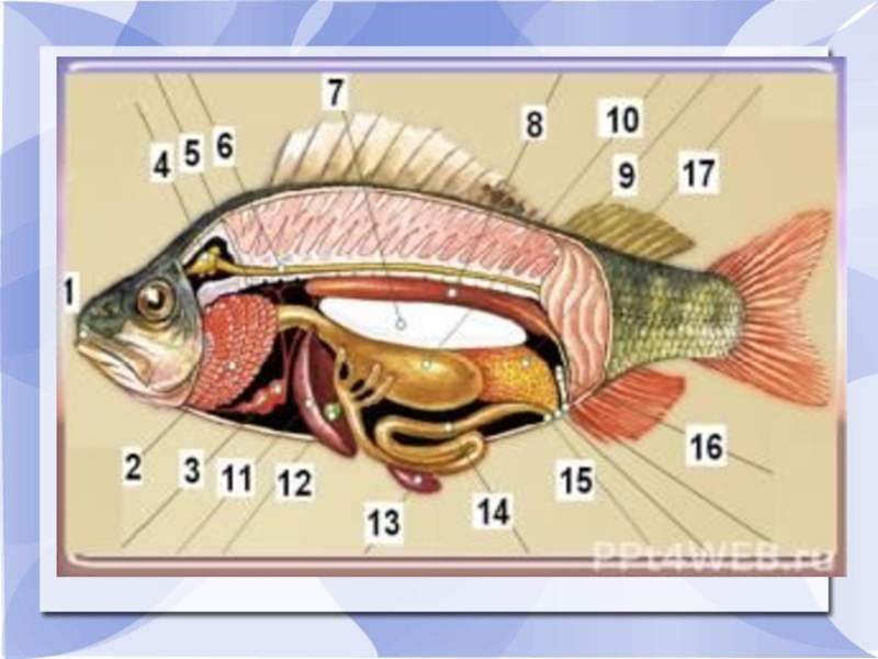 Какая биология изучает рыб. Ихтиология это наука о рыбах. Ихтиология презентация. Рыба ихтиология. Зоология и ихтиология.