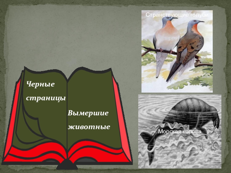 Красная и черная книга россии презентация