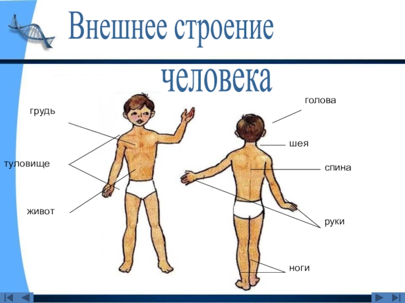 Внешнее строение человека 3 класс окружающий мир схема