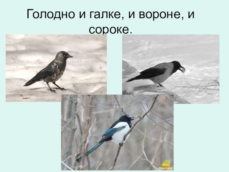 Выполни задание по образцу волк какой голодный