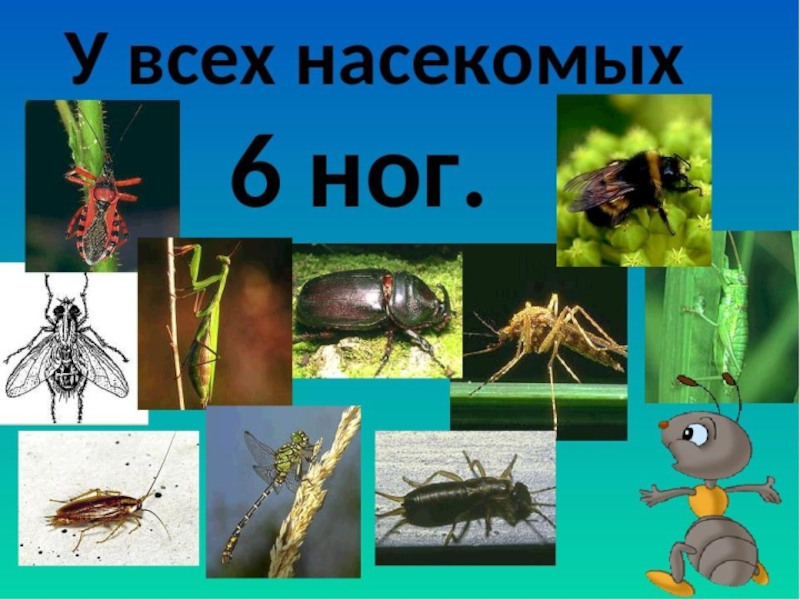 Проект насекомые 1 класс