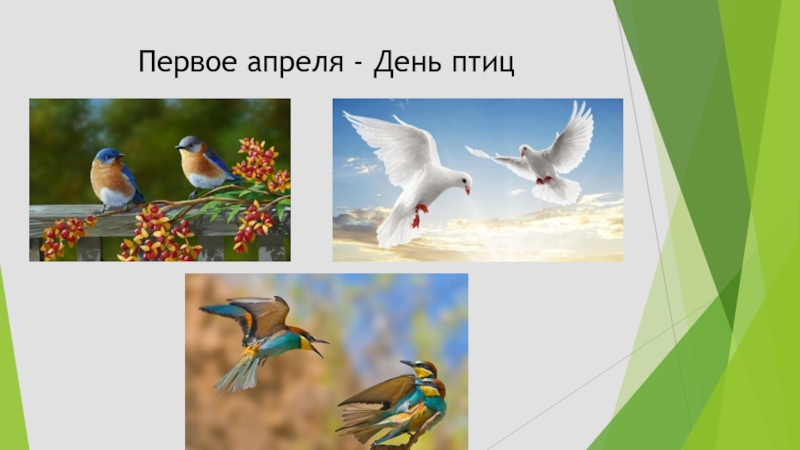 Презентация день птиц 2 класс. День птиц. 1 Апреля день птиц. День птиц презентация. Слайд день птиц.