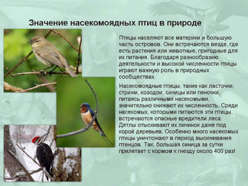 Насекомоядные птицы это. Сообщение о насекомоядных птицах. Насекомоядные птицы виды. Охрана птиц проект. Роль насекомоядных птиц.